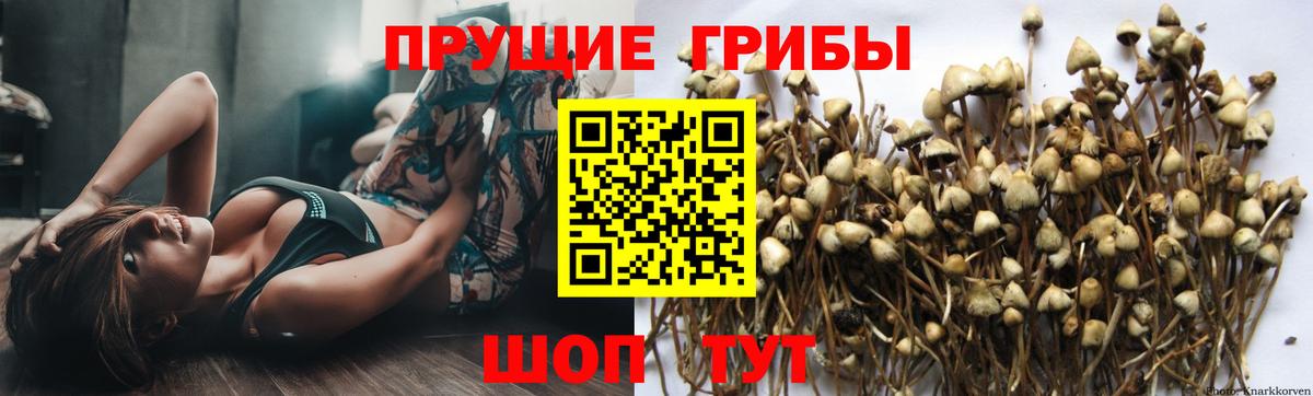 Сорочинск  Псилоцибиновые грибы мицелий  Вход с VPN 